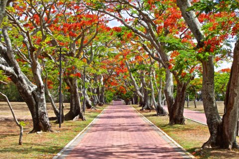 3 bedrooms Apartment in Grand Baie, Mauritius No. 60907 5