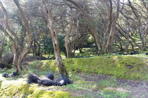 7000m² Land in Corfu, Greece No. 117803 4