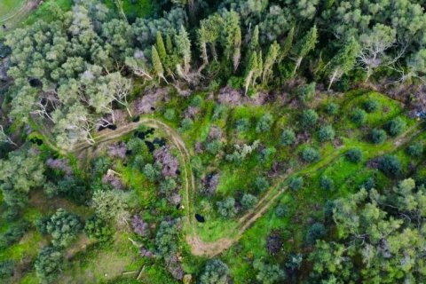 7000m² Land in Corfu, Greece No. 117803 9