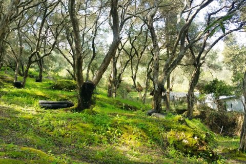 7000m² Land in Corfu, Greece No. 117803 3