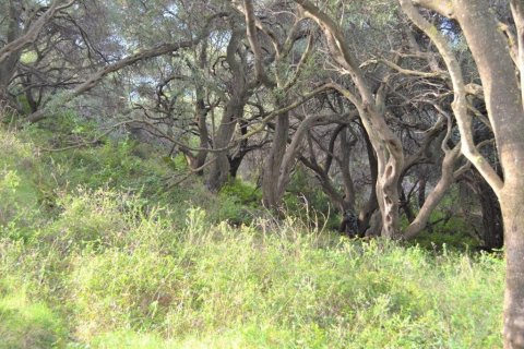 10959m² Land in Corfu, Greece No. 108447 14