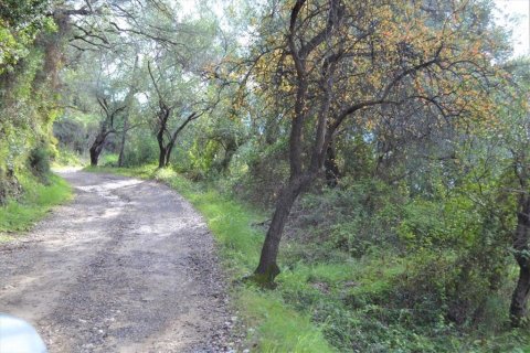 10959m² Land in Corfu, Greece No. 108447 17