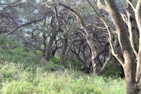 10959m² Land in Corfu, Greece No. 108447 18