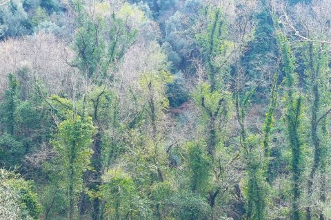 91445m² Land à Corfu, Greece No. 123641 3