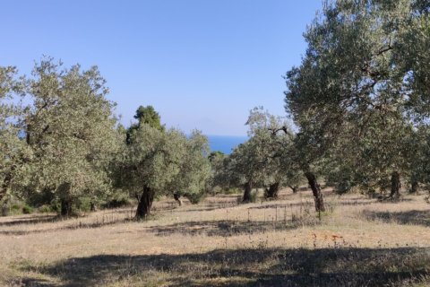 9000m² Land in Chalkidiki, Greece No. 56373 6