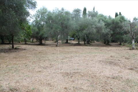 28000m² Land in Corfu, Greece No. 60185 8