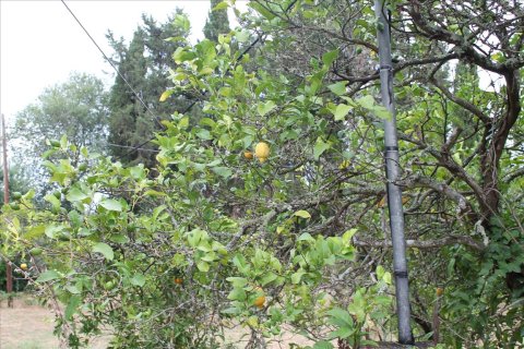 28000m² Land in Corfu, Greece No. 60185 4