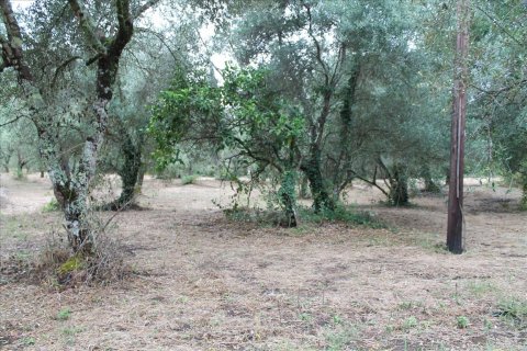 28000m² Land in Corfu, Greece No. 60185 5