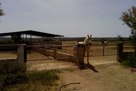 3 bedrooms Commercial property in Elche, Spain No. 124385