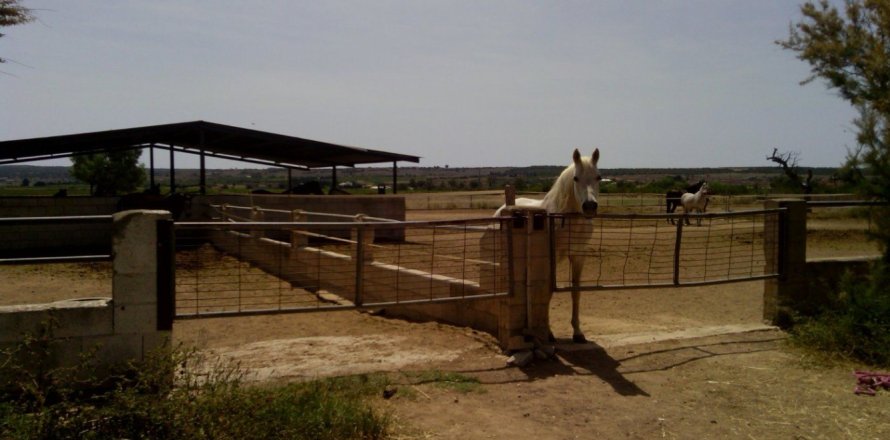3 bedrooms Commercial property in Elche, Spain No. 124385
