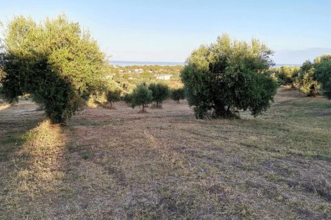 6253m² Land en Zacharo, Greece No. 108026 5