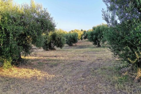 6253m² Land en Zacharo, Greece No. 108026 6