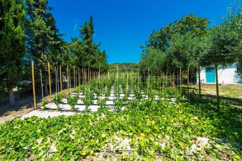 2500m² Land in Chalkidiki, Greece No. 59025 7