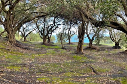 4337m² Land in Corfu, Greece No. 107755 11