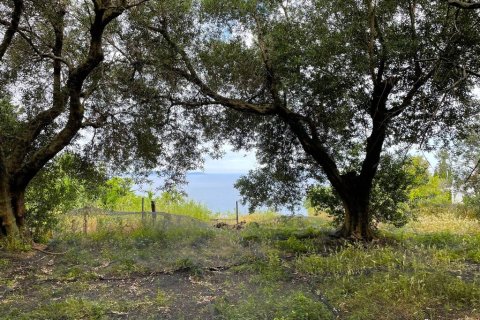 4337m² Land in Corfu, Greece No. 107755 15