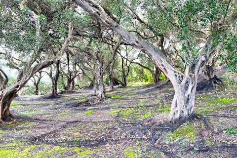 4337m² Land in Corfu, Greece No. 107755 5
