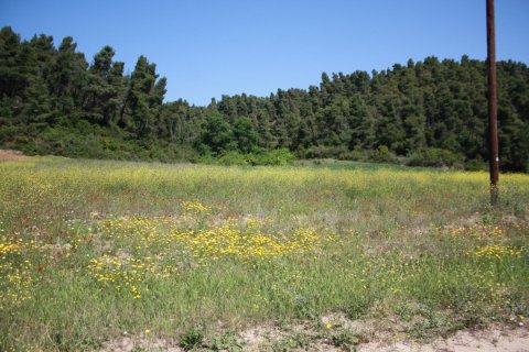 18000m² Land in Chalkidiki, Greece No. 58793 4
