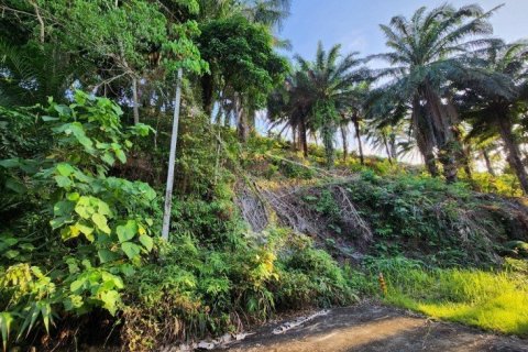 8000m² Land in Mai Khao, Thailand No. 97186 10