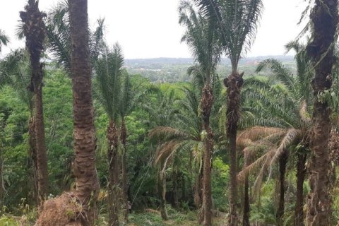 8000m² Land in Mai Khao, Thailand No. 97186 6