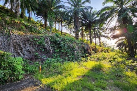 8000m² Land in Mai Khao, Thailand No. 97186 11