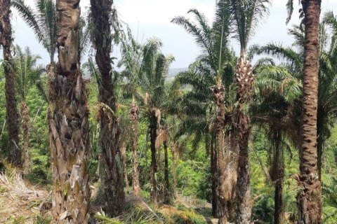 8000m² Land in Mai Khao, Thailand No. 97186 7