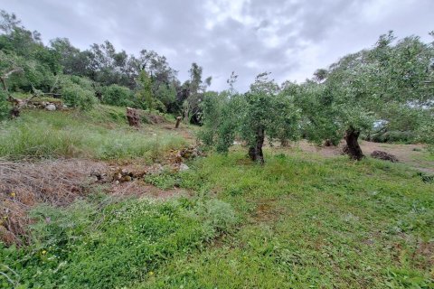 6700m² Land in Corfu, Greece No. 107986 11