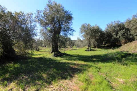 44000m² Land in Corfu, Greece No. 58877 1