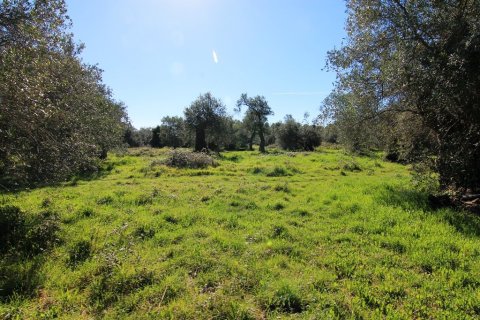 44000m² Land in Corfu, Greece No. 58877 6