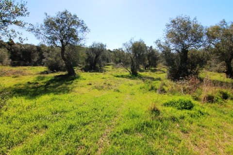 44000m² Land in Corfu, Greece No. 58877 3