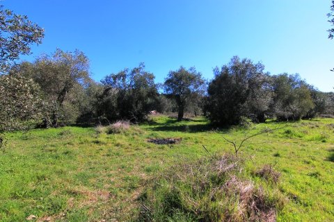 44000m² Land in Corfu, Greece No. 58877 5