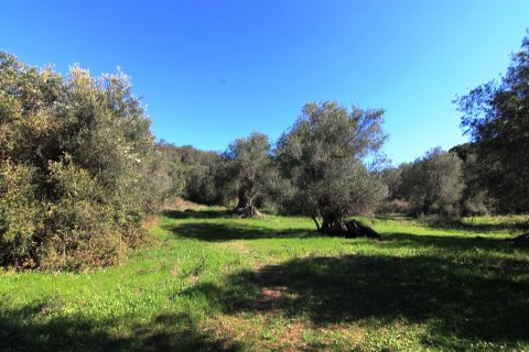 44000m² Land in Corfu, Greece No. 58877 2