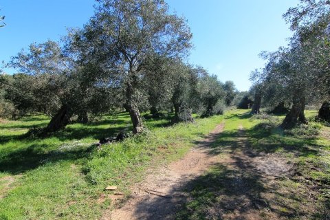 44000m² Land in Corfu, Greece No. 58877 8