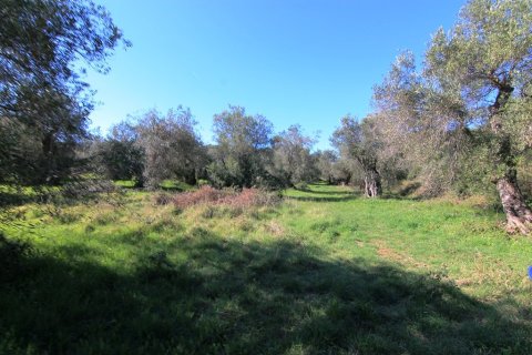 44000m² Land in Corfu, Greece No. 58877 7