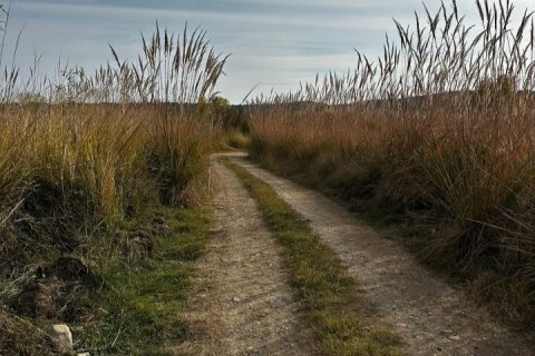 10000m² Land in Chalkidiki, Greece No. 108979 6