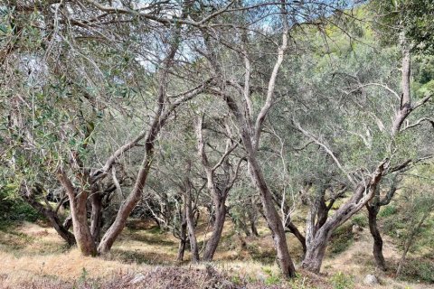 8000m² Land à Corfu, Greece No. 108526 24