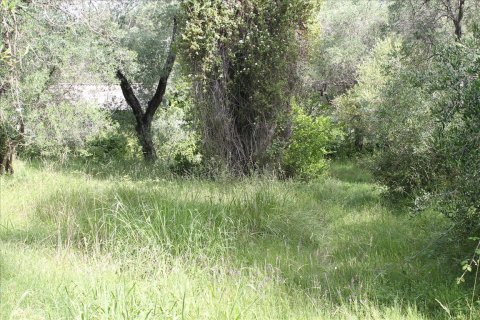22000m² Land en Corfu, Greece No. 60316 5