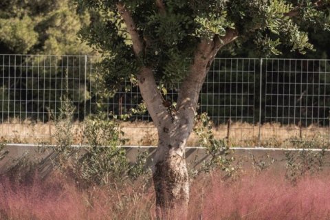 4 bedrooms Villa in Artemida, Greece No. 54640 14