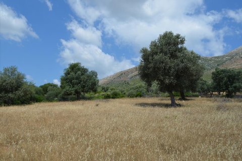 45000m² Land in Euboea, Greece No. 60308 4
