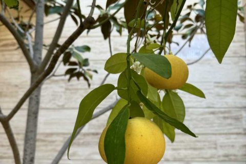 Вилла с 5 спальнями в Пиргос, Кипр №62488 5