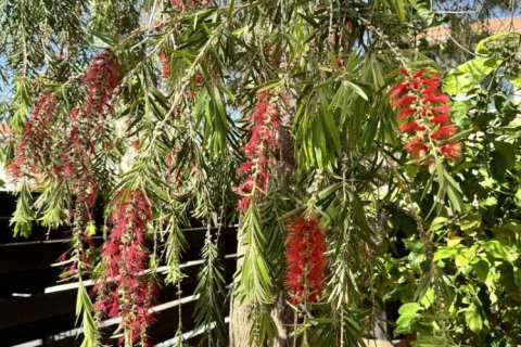 Вилла с 5 спальнями в Пиргос, Кипр №62488 6