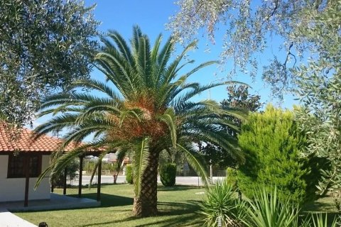 10 rooms Hotel in Thasos, Greece No. 109139 19