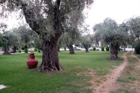 10 rooms Hotel in Thasos, Greece No. 109139 2