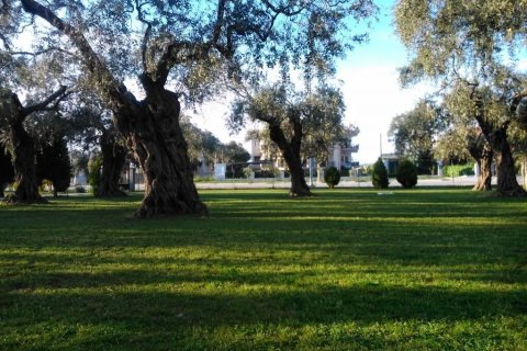 10 rooms Hotel in Thasos, Greece No. 109139 24