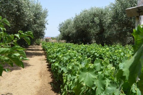 3000m² Land en Euboea, Greece No. 60262 7