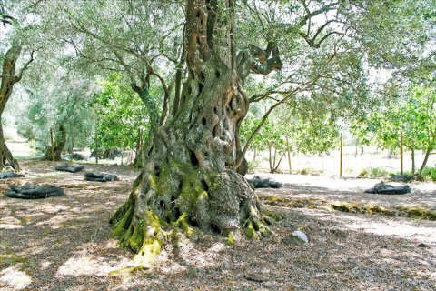 1 dormitorio House en Corfu, Greece No. 109062 30