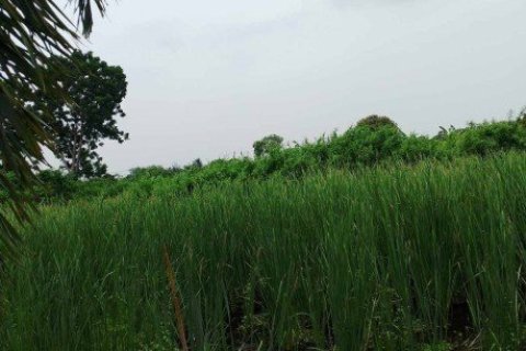 369600m² Land en Bang Na, Thailand No. 97349 5