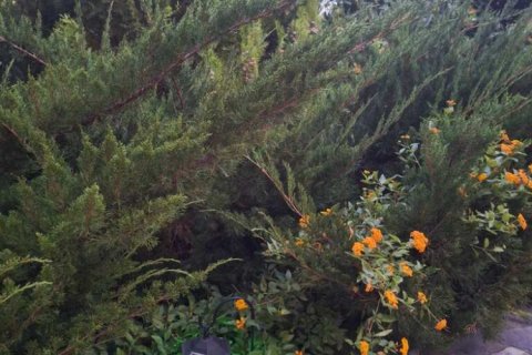 8 rooms House in Nea Makri, Greece No. 56921 15