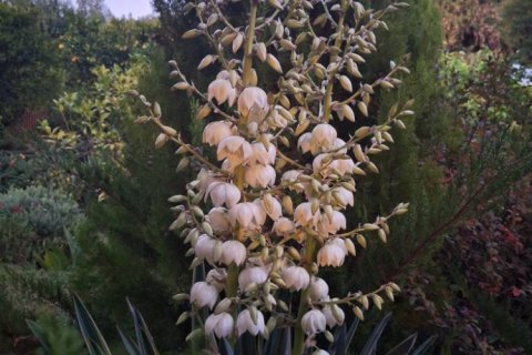 8 rooms House in Nea Makri, Greece No. 56921 14