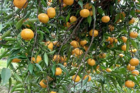 8 rooms House in Nea Makri, Greece No. 56921 12