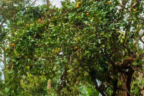 655591m² Land in Pointe Michel, Dominica No. 66253 7